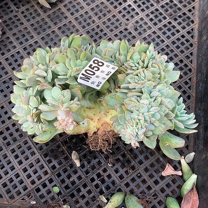 白凤缀化变异 微瑕 一物一拍 默认微瑕