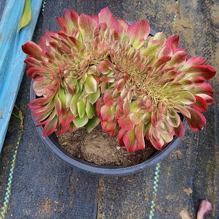 荔枝缀化12.8一颗包邮。