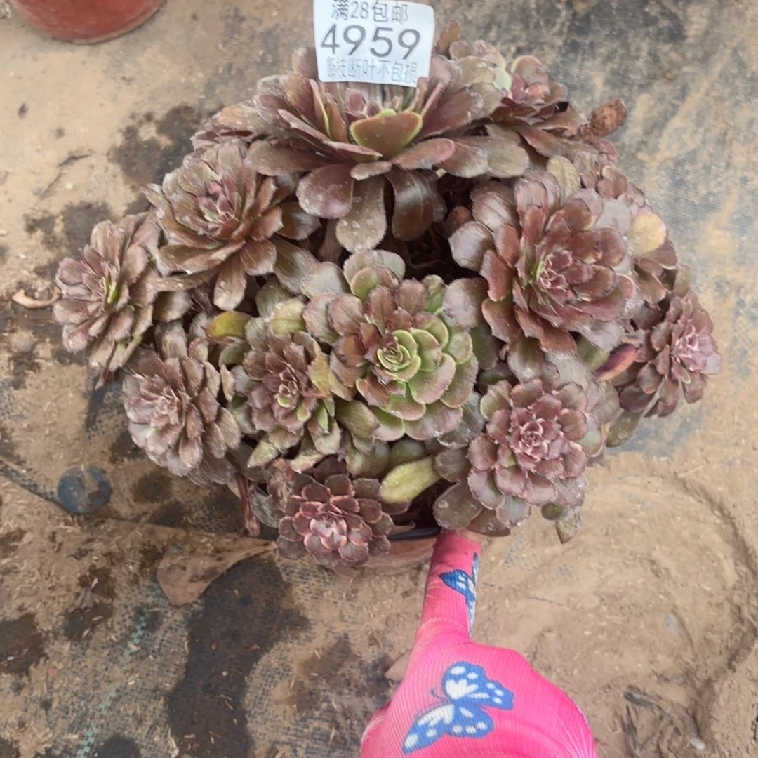 W. 4959火烧云多肉1223