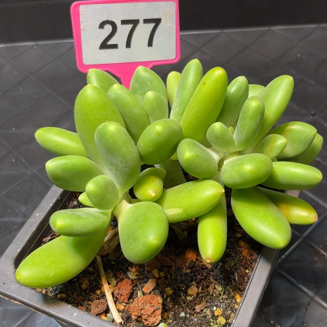 多肉植物芒果奶277