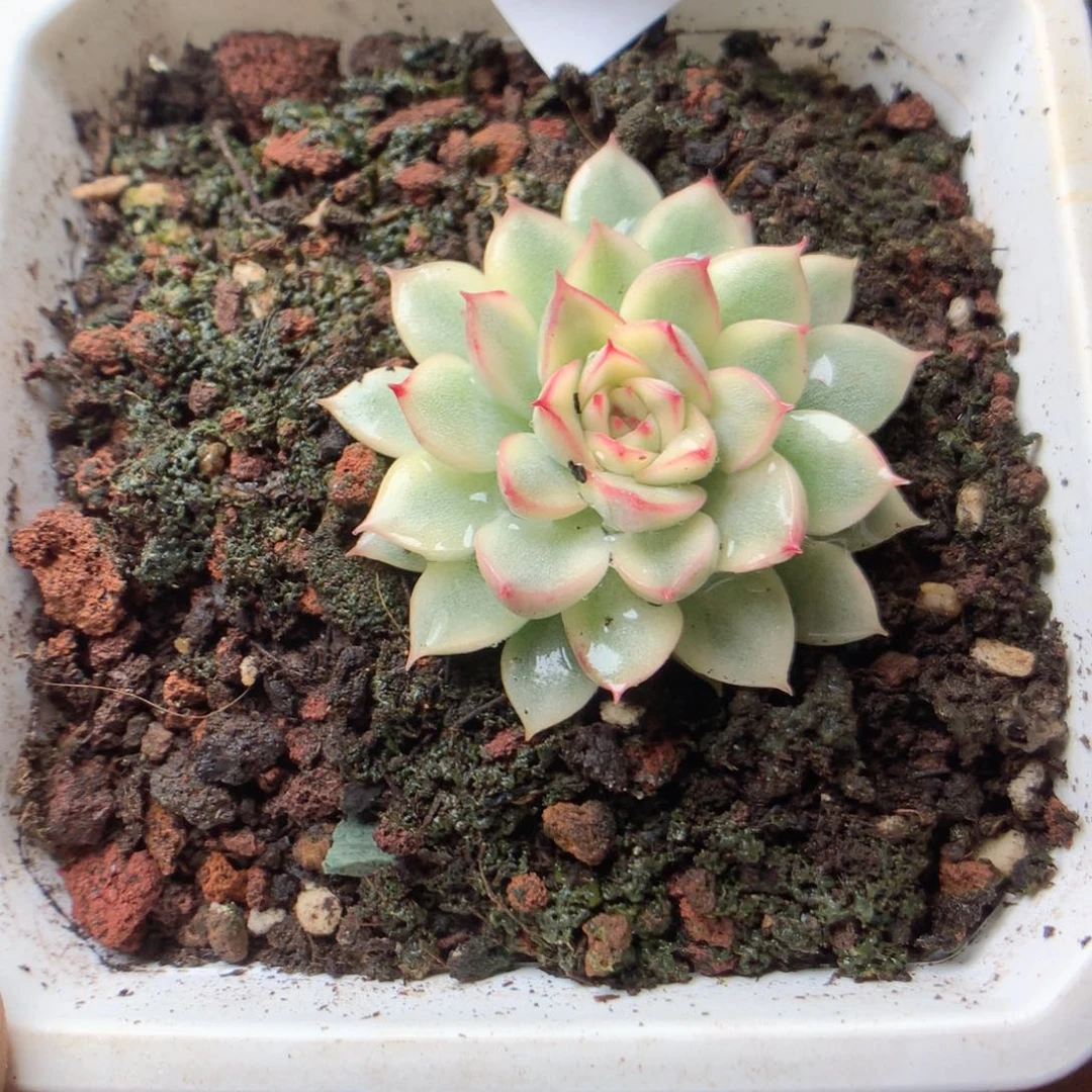 猪***咪无花朵G92英语英语英语英语英语英语