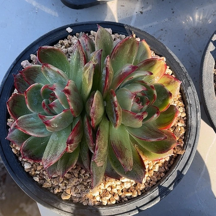 惊鸿仙子一物一拍，16厘米