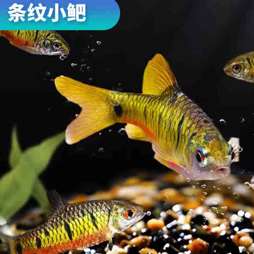 【冷水鱼】条纹小鲃斗鱼伴侣淡水观赏鱼中国斗鱼伴侣清澡鱼