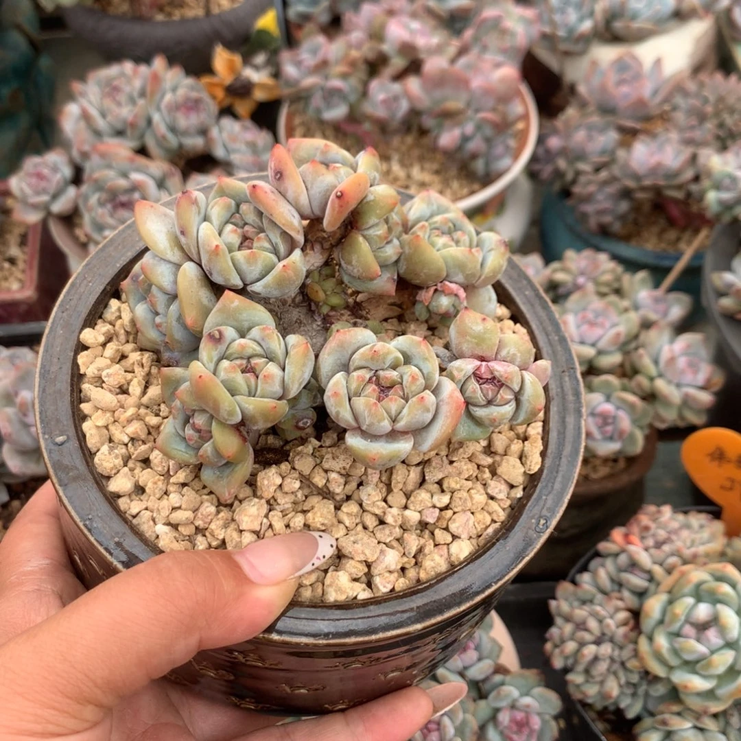 偶***装哈哈哈哈哈哈哈哈哈