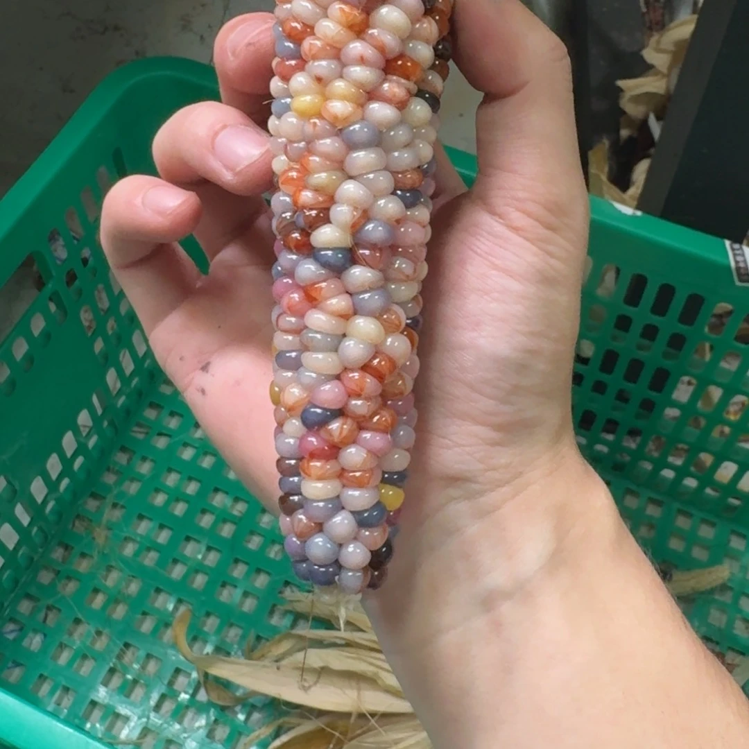 柏香籽/百香籽吊坠就**怪