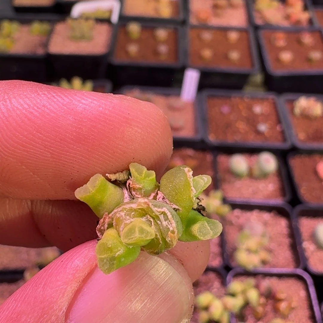 姬**君云缦精品番杏14.32