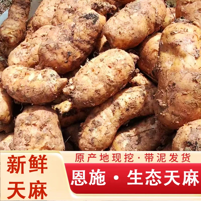 湖北恩施高山野种植天麻新鲜美味现挖现发新鲜带泥食用炖肉炖鸡