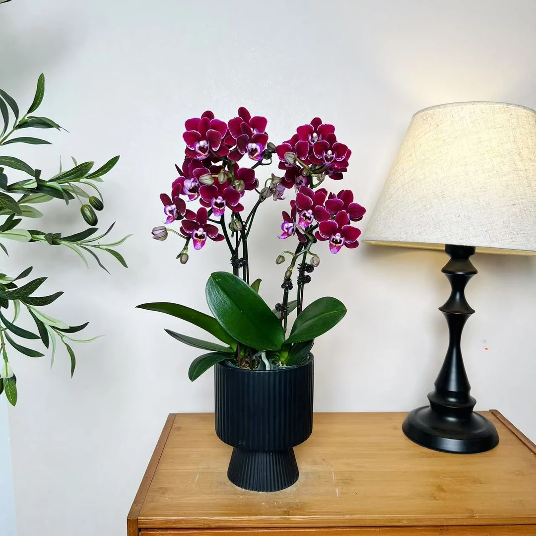 【黑花椒-蝴蝶兰】高端 懒人种植 禅意 轻奢 易养花期长