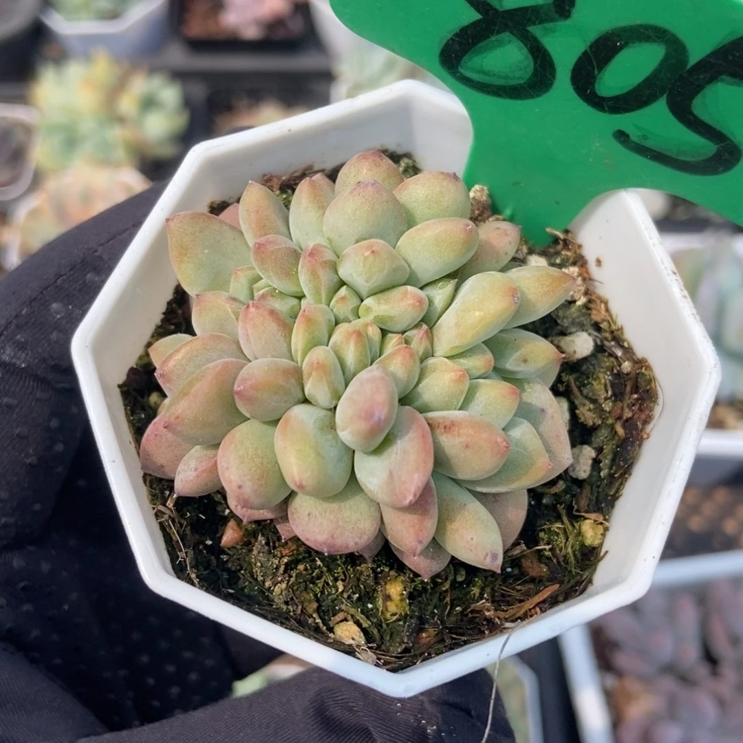 805爱丽儿缀多肉植物保护