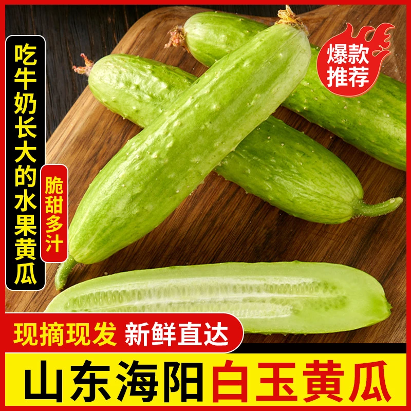 白玉黄瓜生吃农家孕妇新鲜蔬菜产地当季水果无刺可生吃