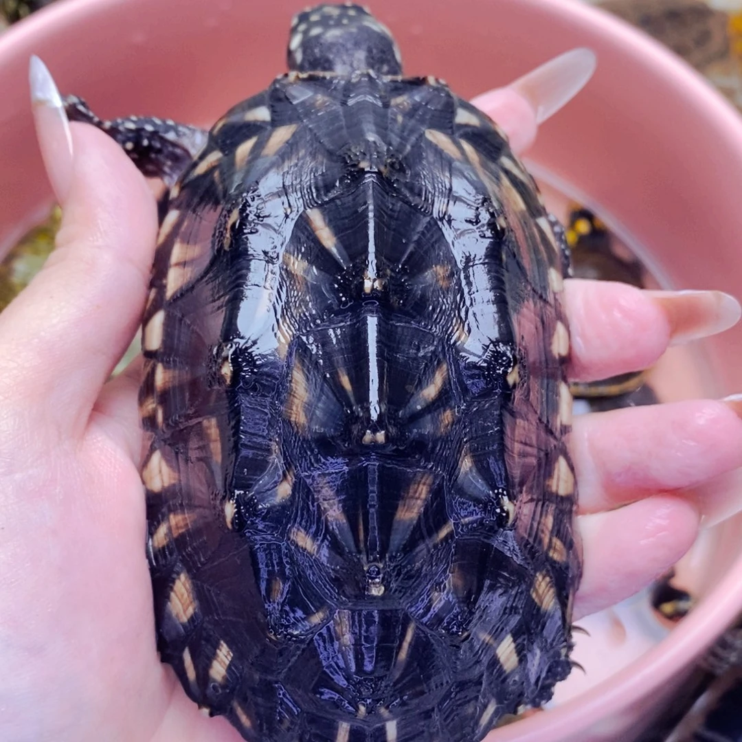 不分公母宠物龟9.3斑点公