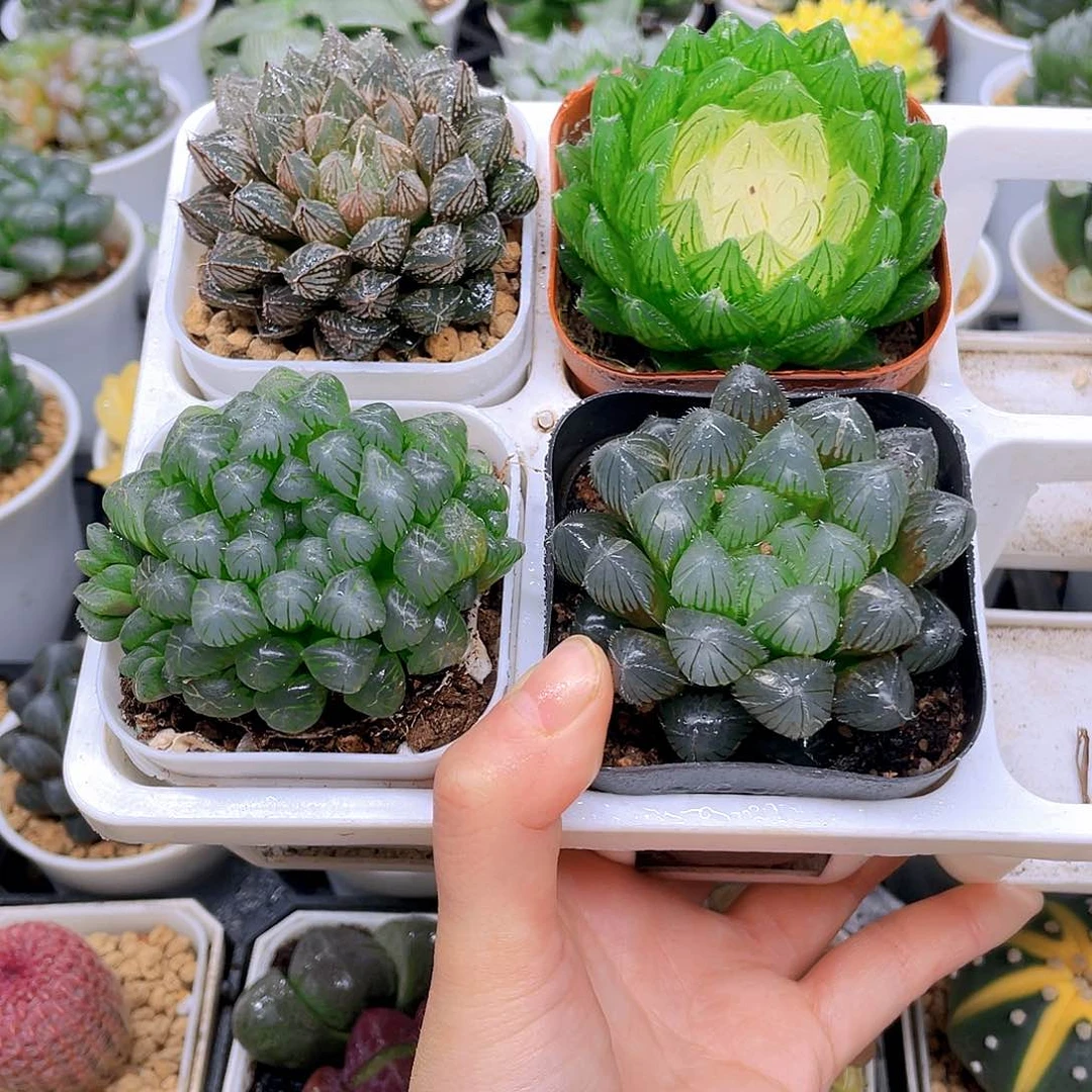 玉露四件套多肉，原盆