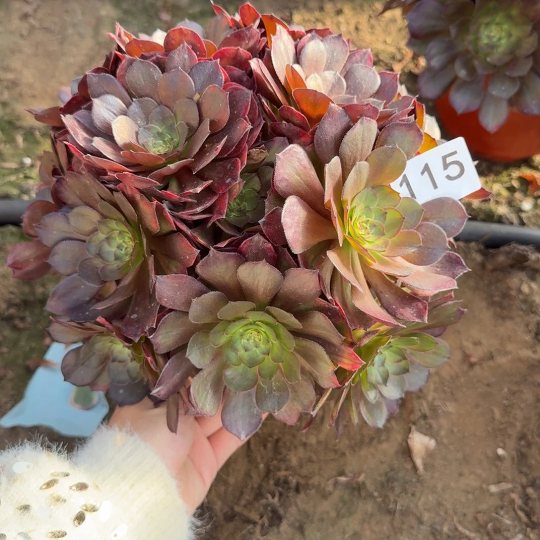 万七彩多肉115号法师多肉