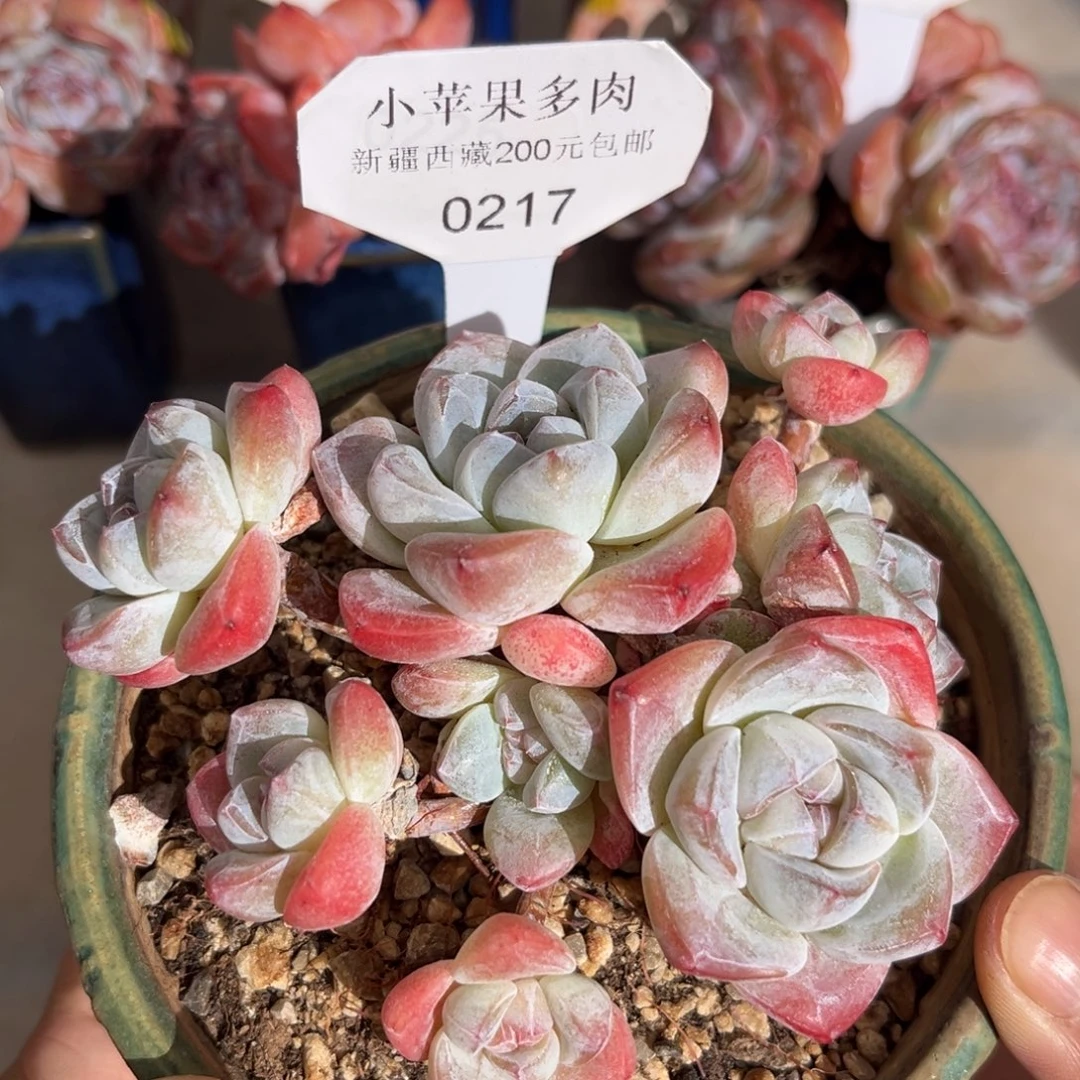 白底冰玉271/11cm8头