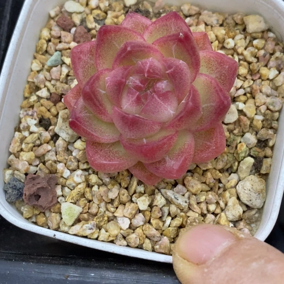 精品多肉一物拍不包整192