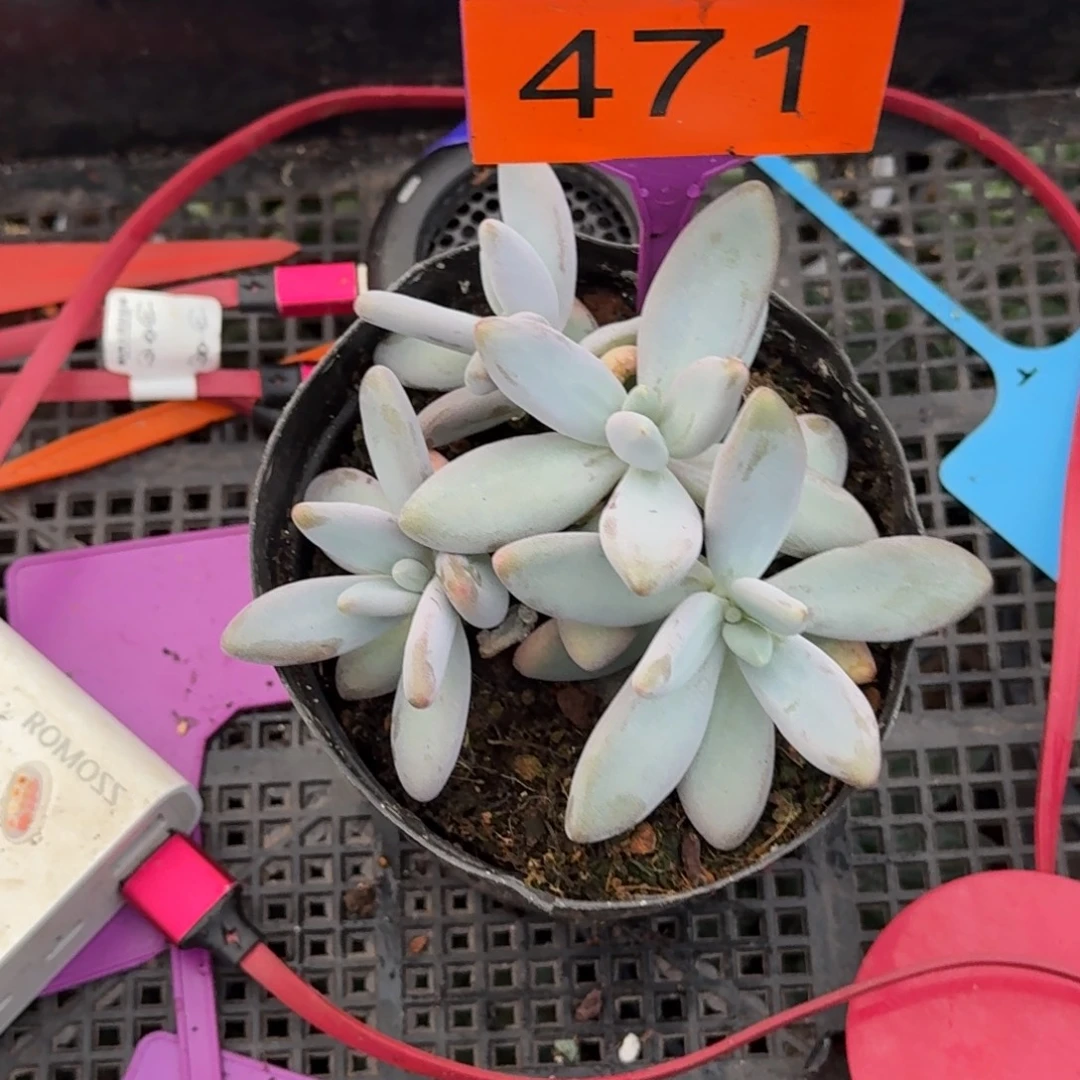 多肉植物企鹅群471