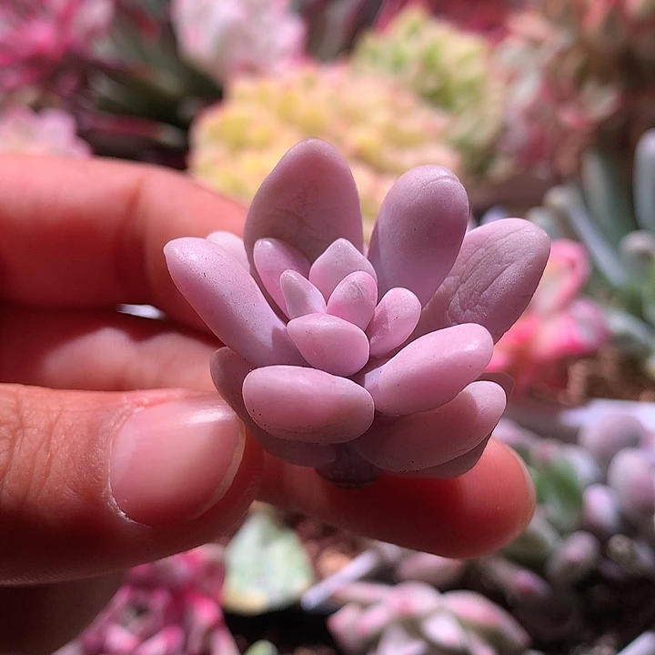 粉兔锦锦腹轮锦锦