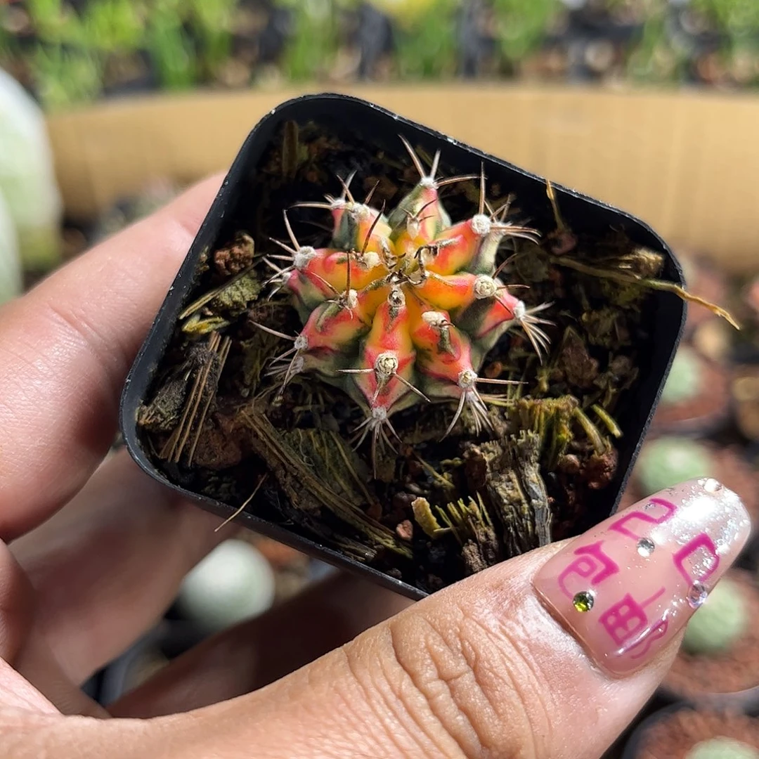 花蝴蝶单头发货单头