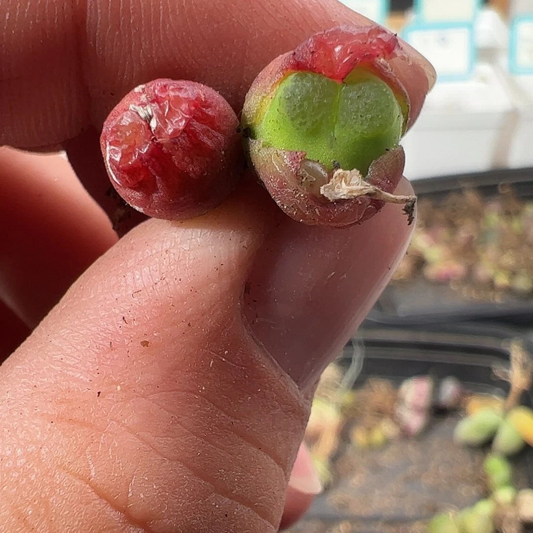 0000量拍母本雪，茄1颗小形体老皮皱