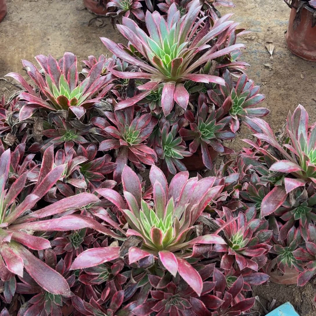 孔雀锦9.9多肉植物
