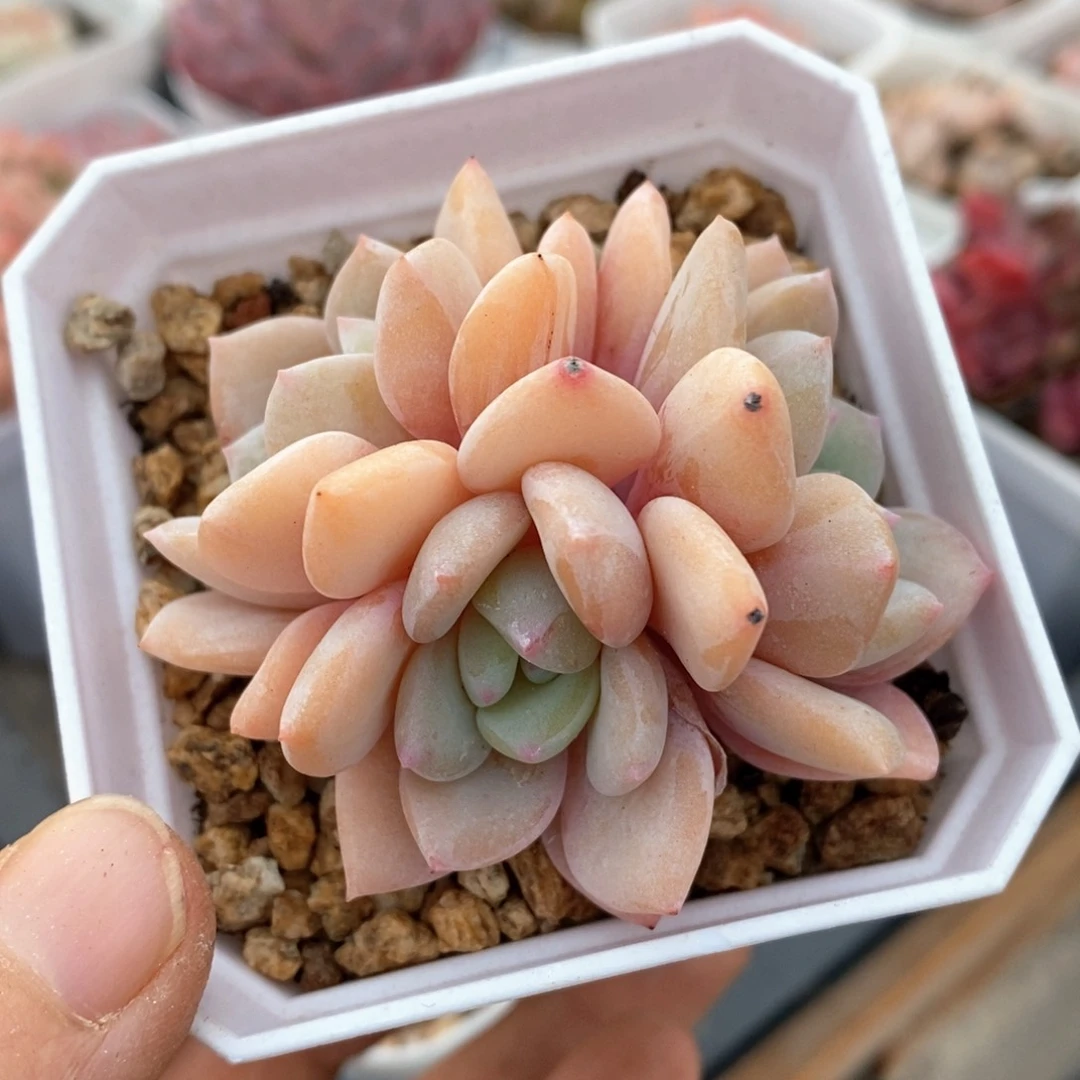 精品多肉一物一拍119