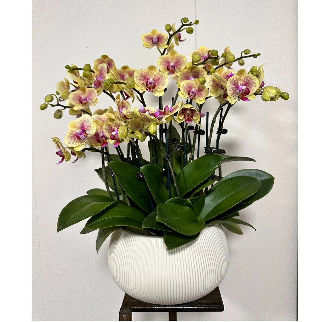 【黄金万两】精品蝴蝶兰 黄色花型 室内精品观赏 真花