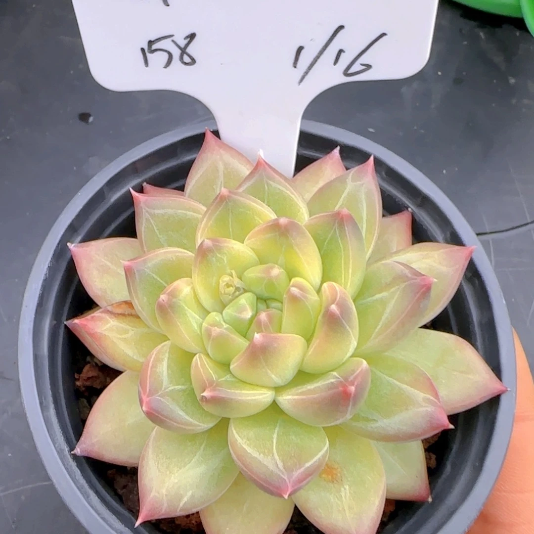 琳***?琳琳姐姐多肉植物