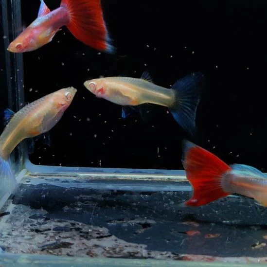 孔雀鱼微瑕火烧云两对