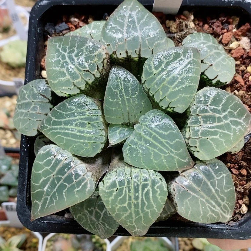 【闪购商品】47水晶101大母本
