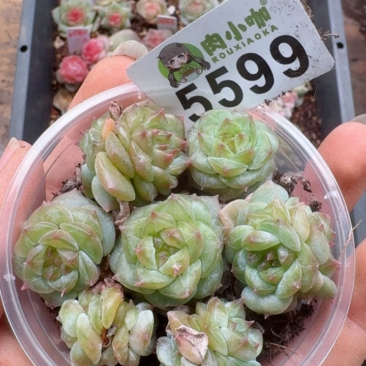 多肉植物多肉植物