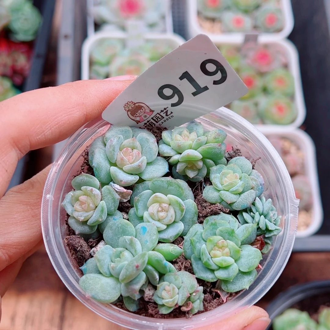 多肉植物多肉植物
