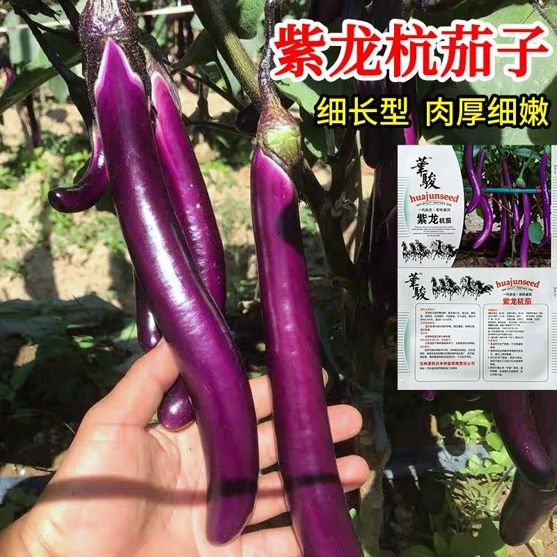 春季紫龙杭茄子种子紫红长茄子种籽早熟细长型线茄种农家春秋蔬