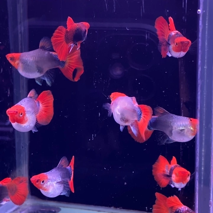 孔雀鱼小蓝贵族球5对