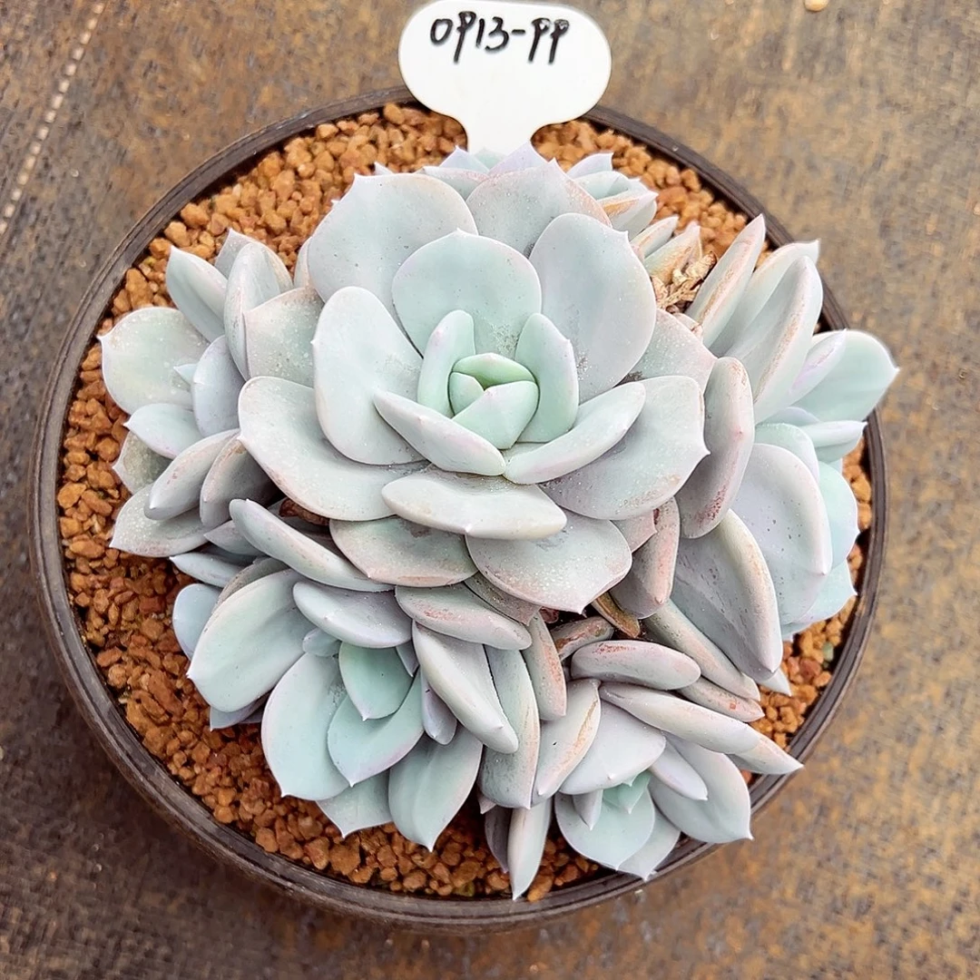0913-99绝绝子奶茶