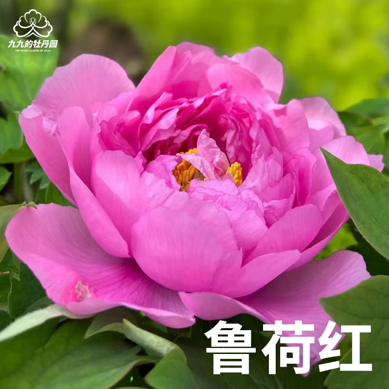 鲁荷红-重瓣大花牡丹花苗盆栽正宗洛阳牡丹大苗室内阳台庭院