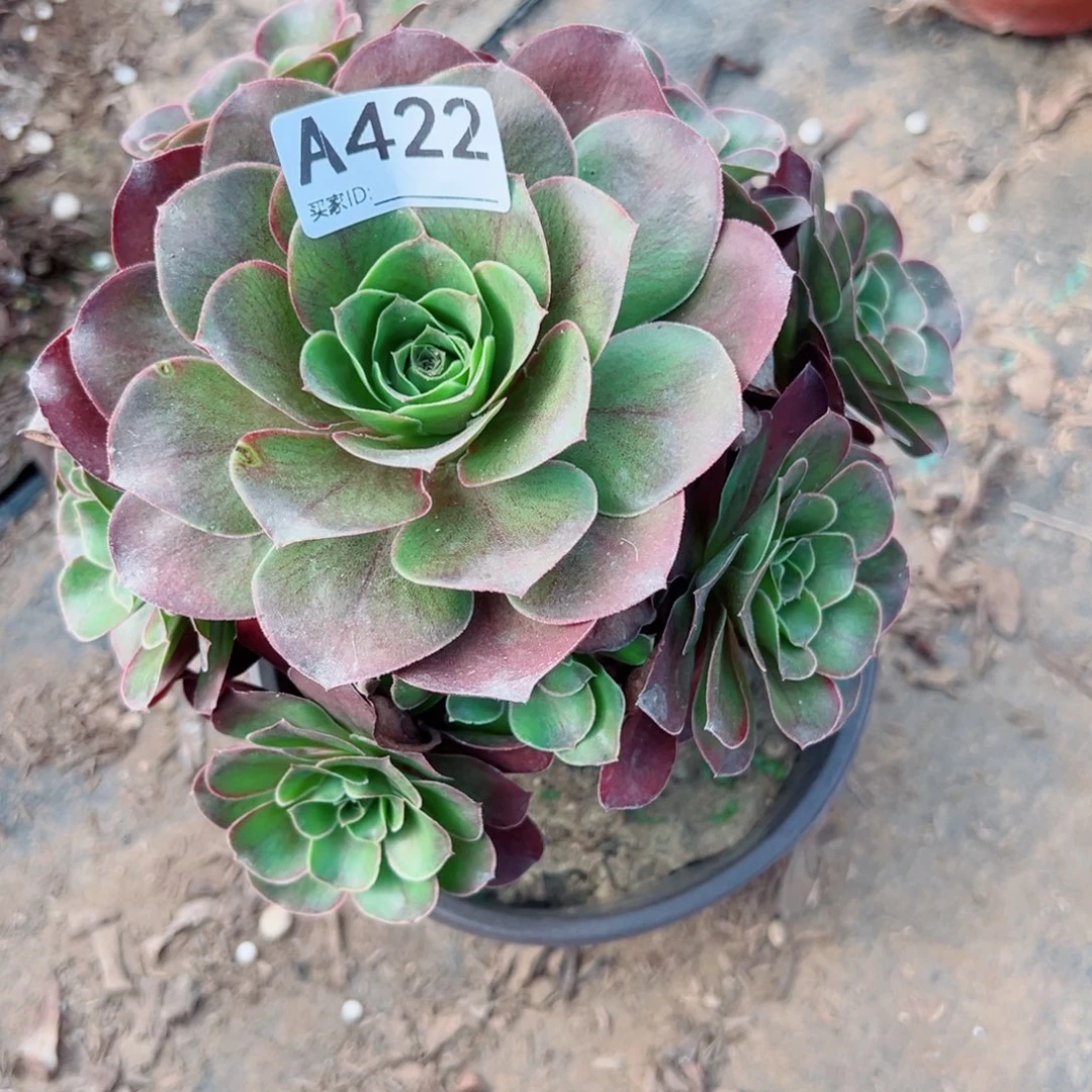 用***3422玫金玫瑰多肉植物