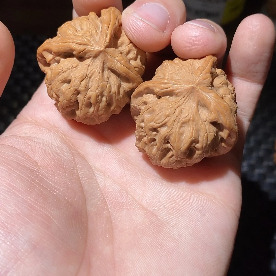 顧***核桃瑞雪三棱，全品