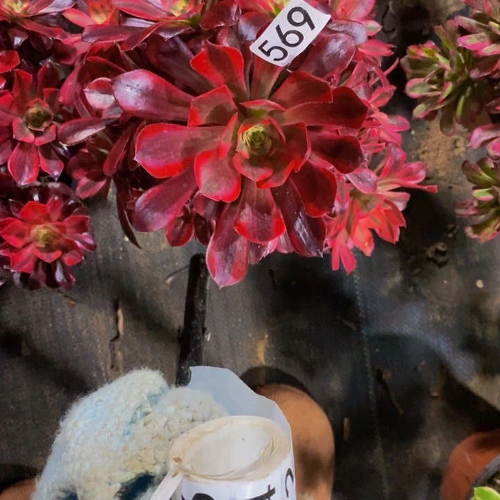 岁****）569 凤冠带主头的