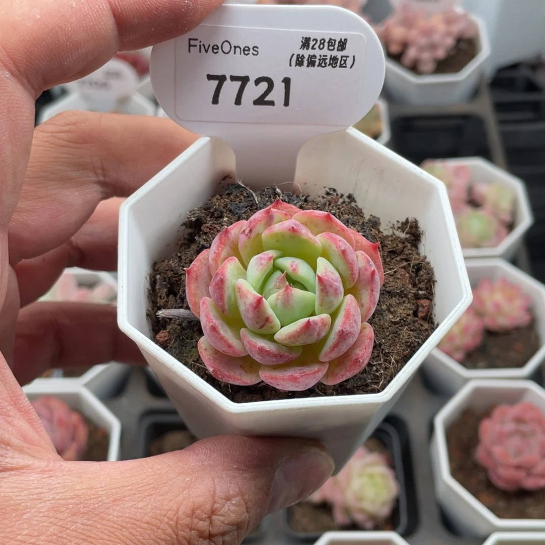 7721海棠花4厘米