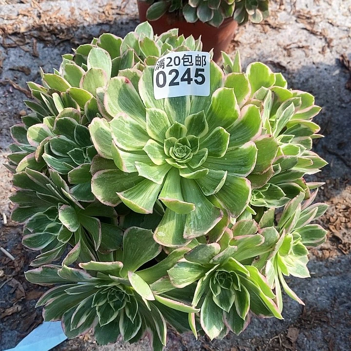 0245 一颗海王法师