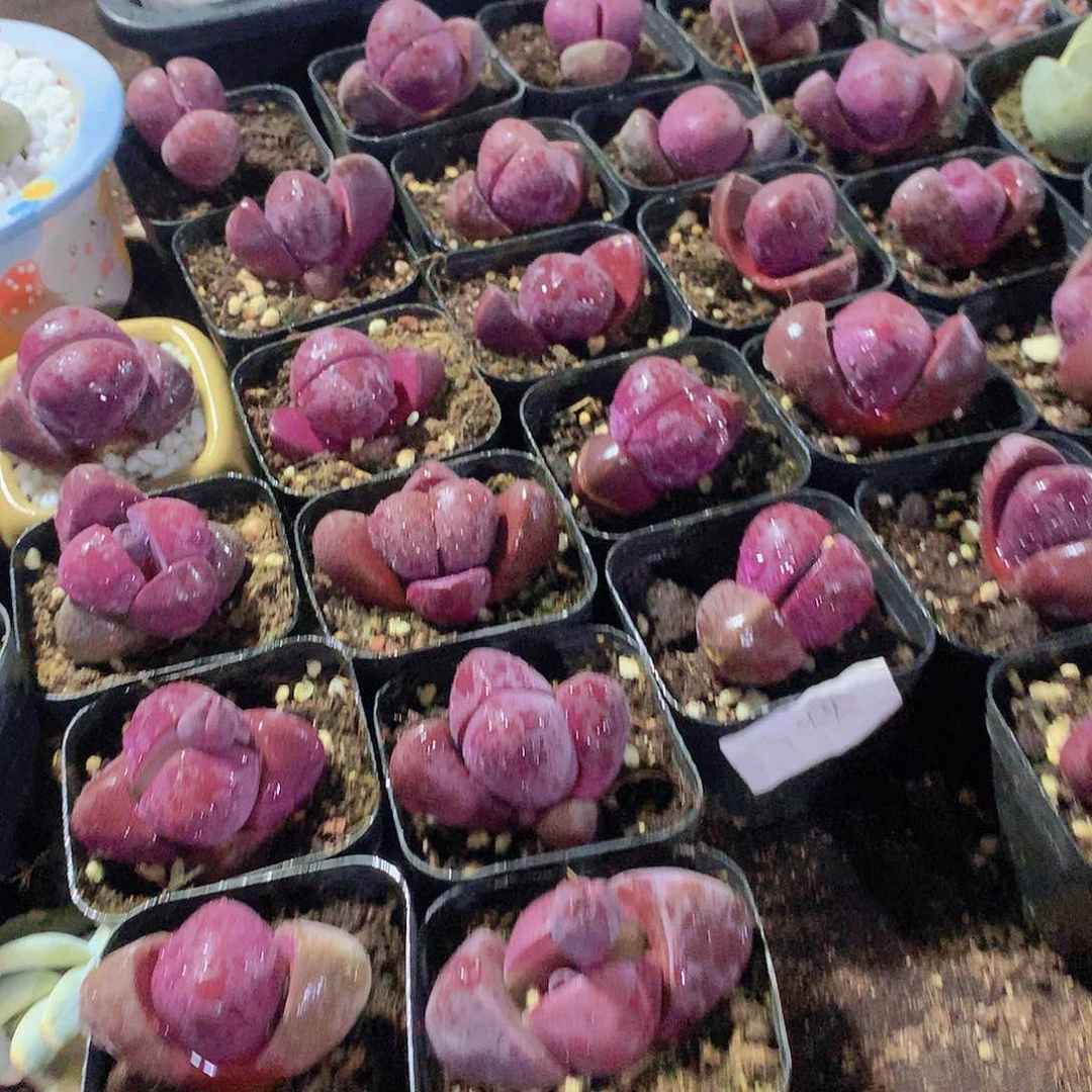 紫元宝235678899000000