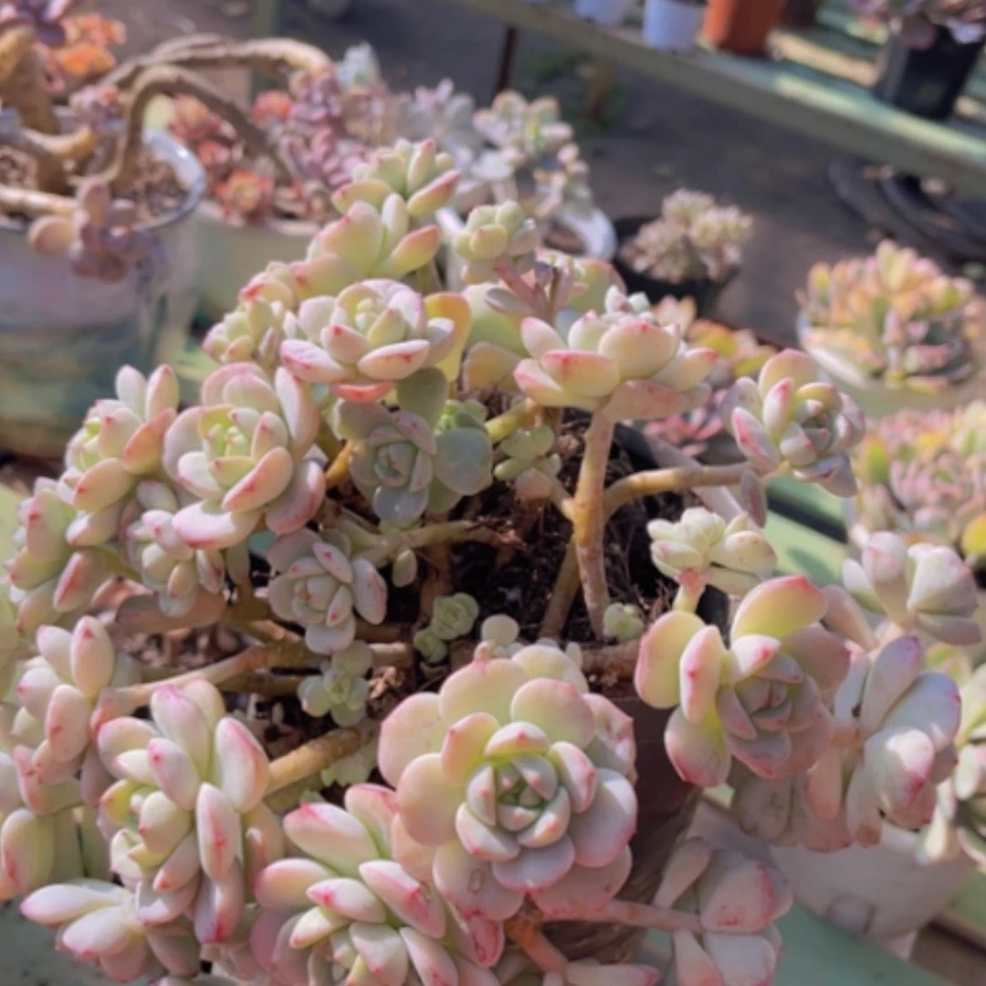 【闪购商品】香草17195有小瑕疵