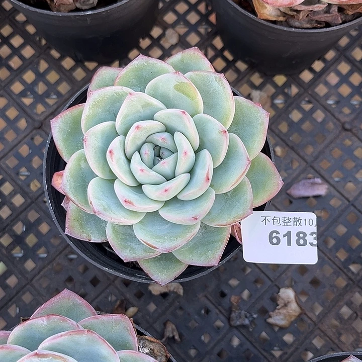 阿雅园艺。        6183泡芙