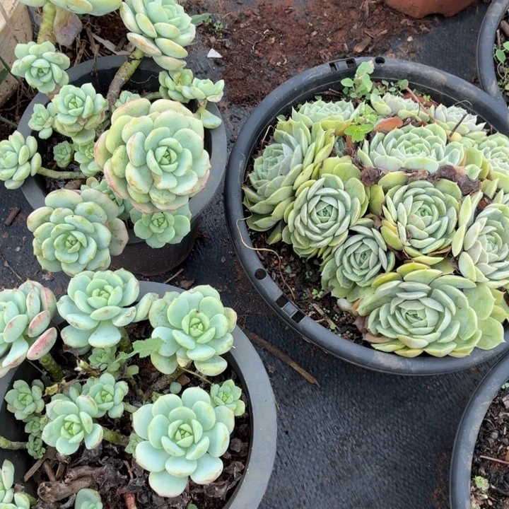 撒***香草。。。。。。。。。。。。。。