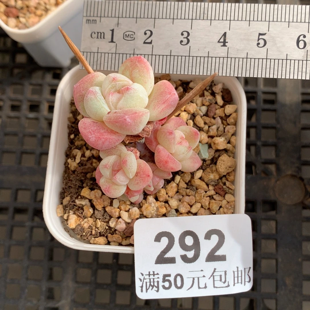 292七头小树冰玉冠服3.5