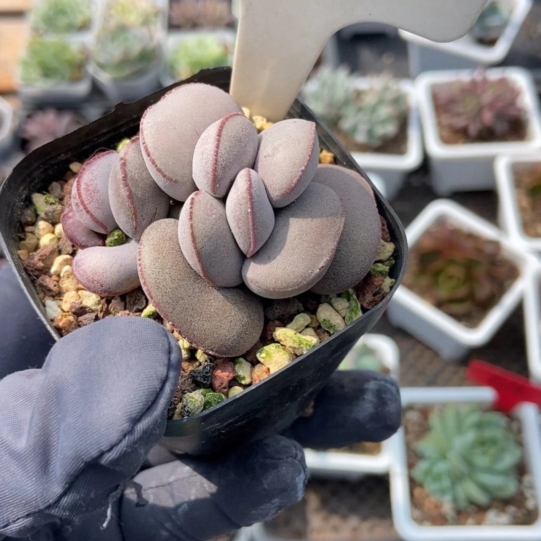 1052红蛋多肉植物保护