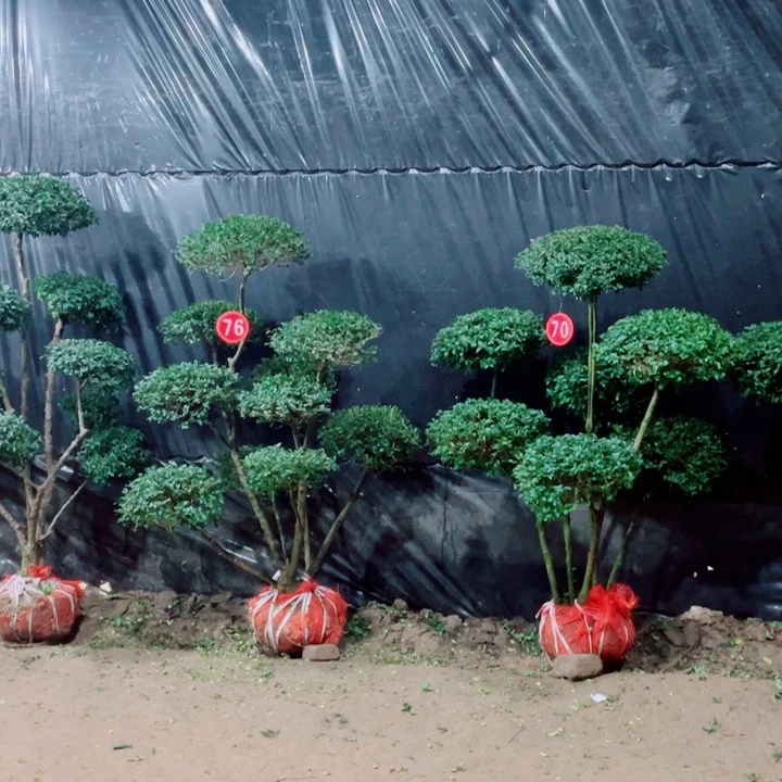 无花朵一物一拍一物一拍