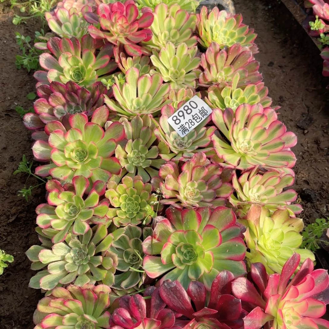 X. 8980一框小苗多肉