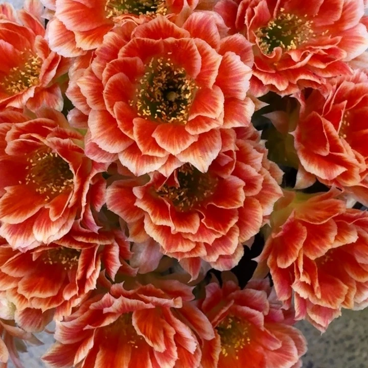 392丽花貂蝉歪2到3公分左右无根侧牙，20包邮
