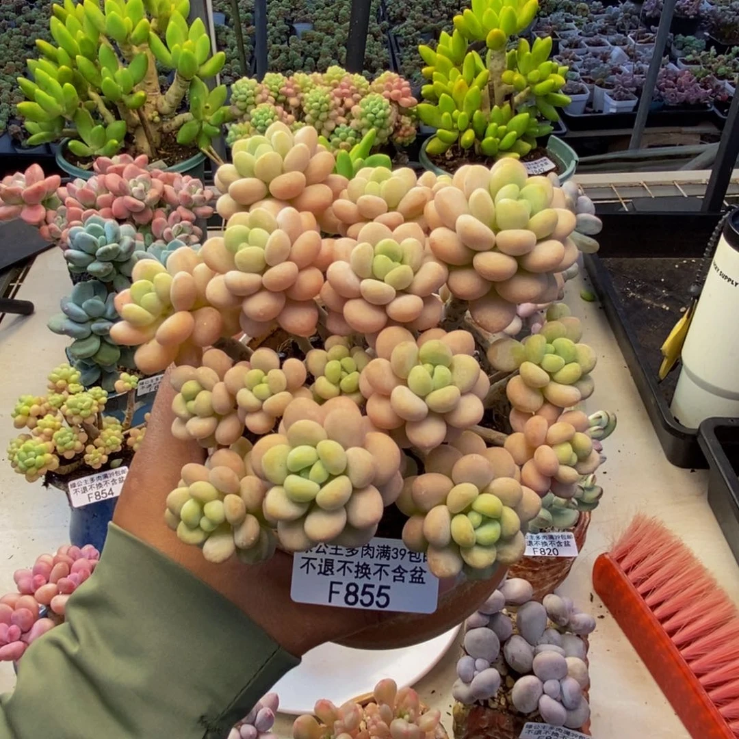 855洛可可多肉10c m